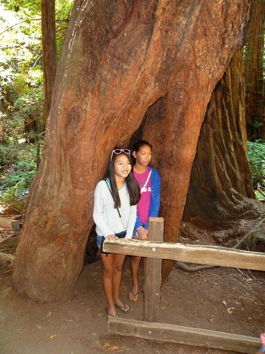 Girls in a tree