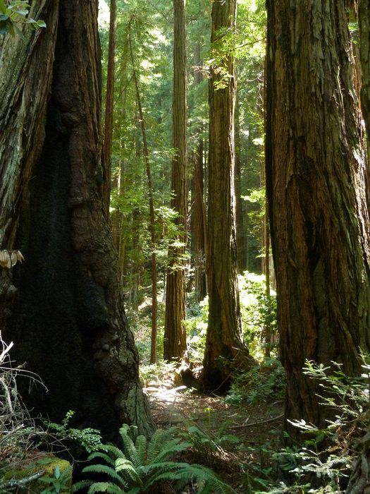 Redwood forest