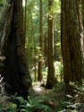 Redwood forest