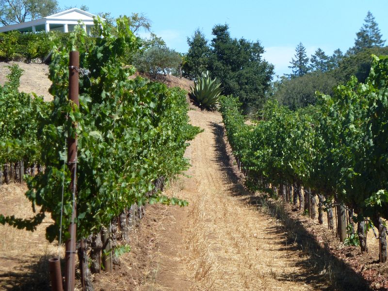 Grape vines at Benziger