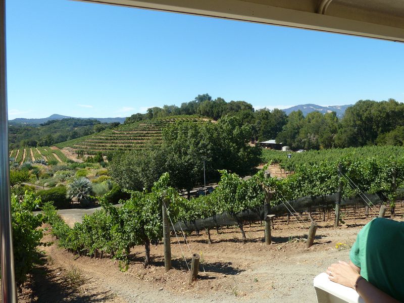 Hillside vineyards