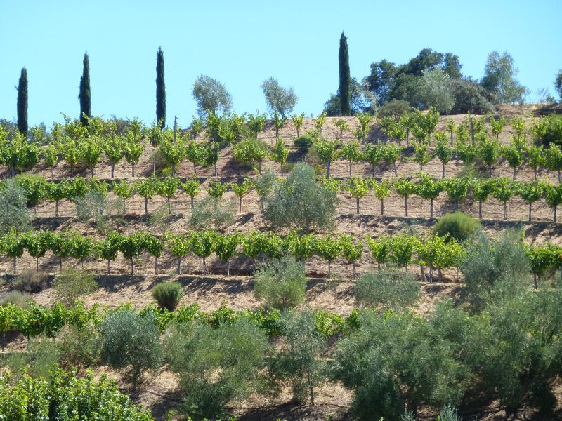 Terraced zinfandel vines