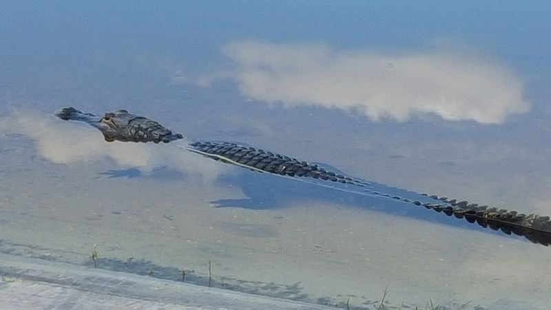 An alligator in the Everglades