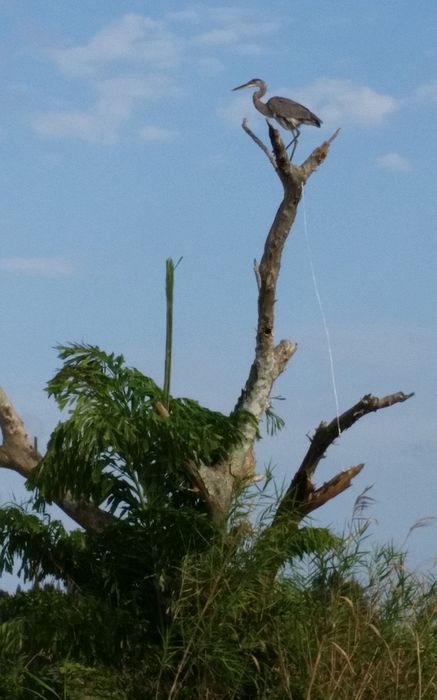 Heron in a tree