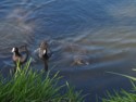 Masked ducks and turtles in the channel