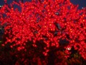 Red Christmas lights on a tree