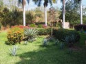 Agave plants of various ages