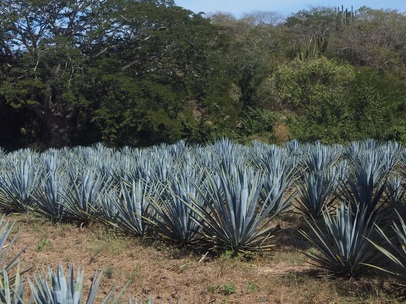 Blue agave for making tequila