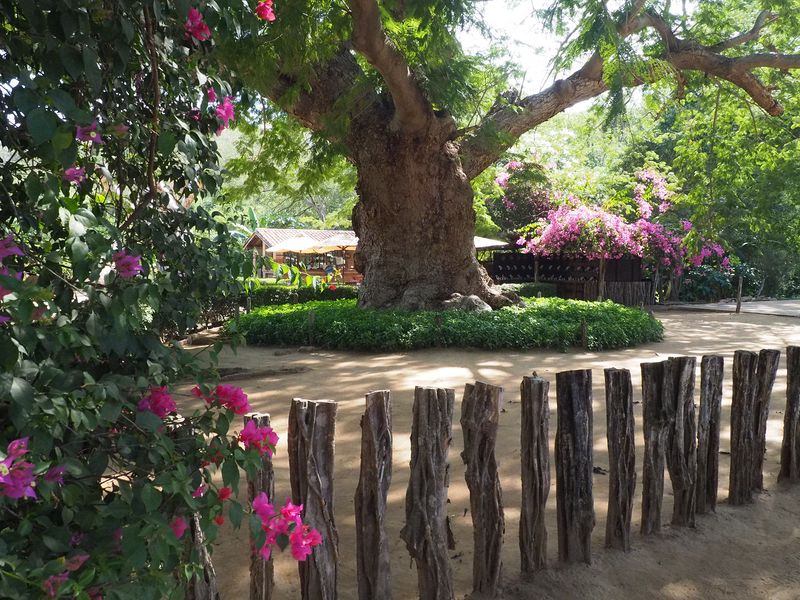 Huge tree several hundred years old