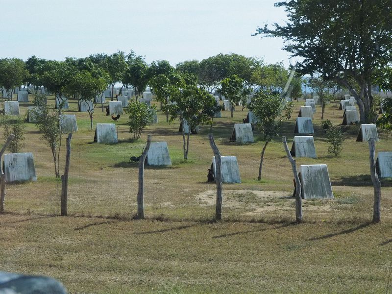 Hundreds of fighting cocks