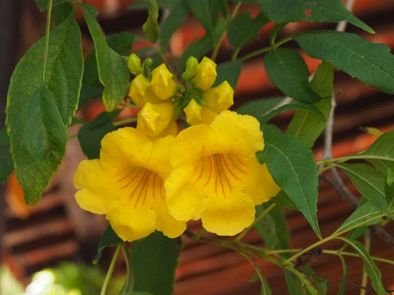 Pretty yellow flowers