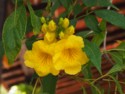 Pretty yellow flowers