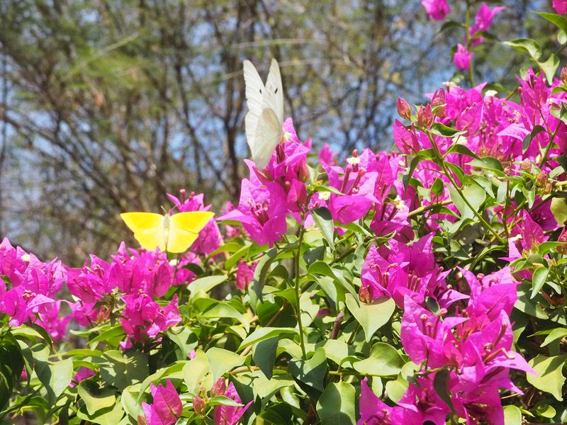 Yellow and white