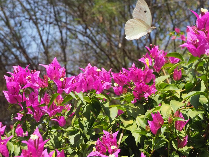 Zillions of butterflies amongst the bougainvillea