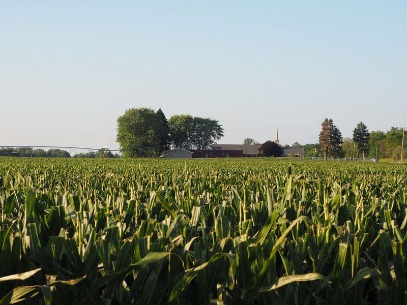 Detassled corn field