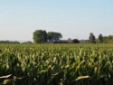 Detassled corn field