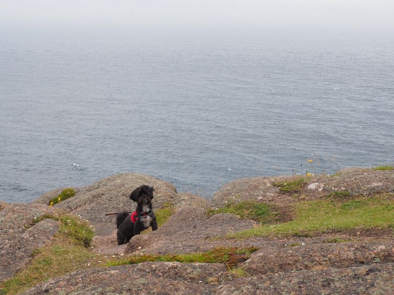 A dog plays amongst the rocks