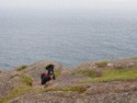 A dog plays amongst the rocks