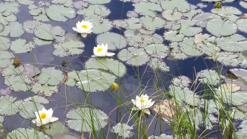 Lily pads