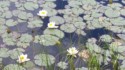 Lily pads