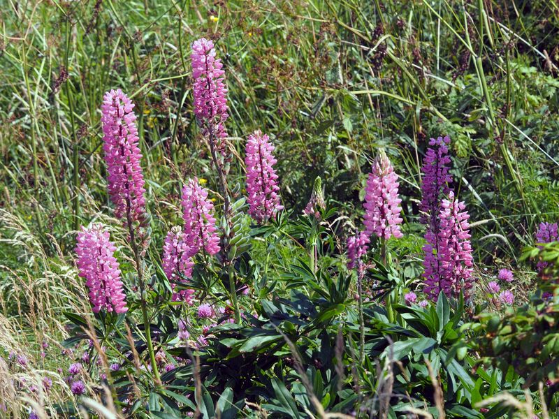 Lupins