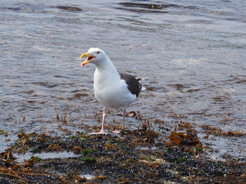 Squawking seagull