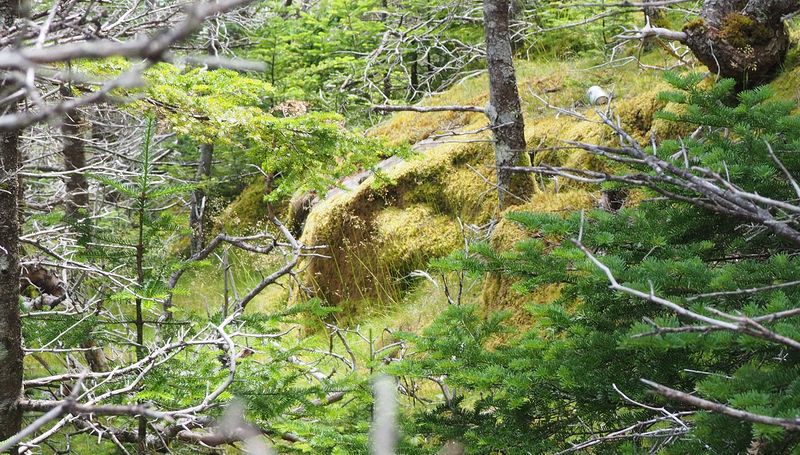 Mossy rock amongst the trees