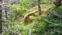 Mossy rock amongst the trees