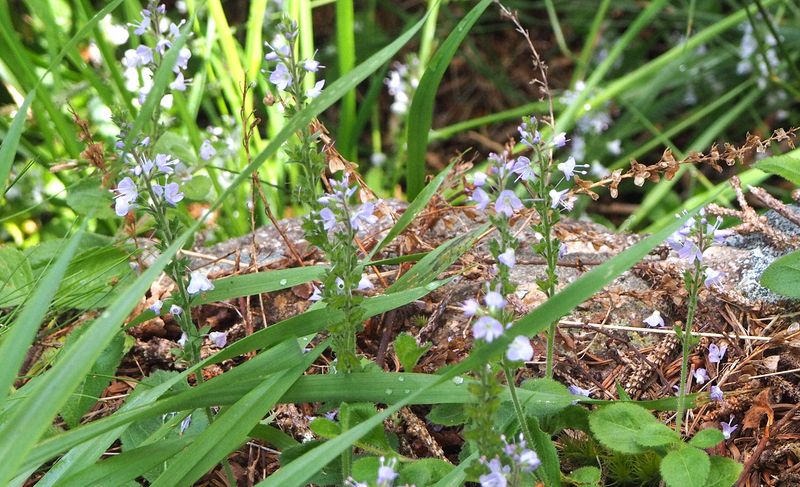 Tiny blue flowers