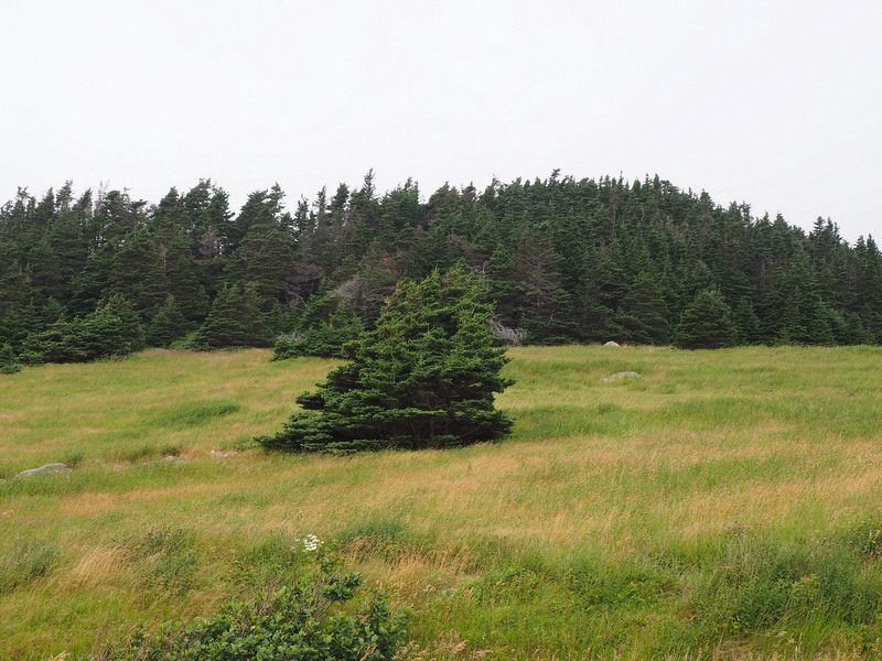 Tree on a grassy hillside