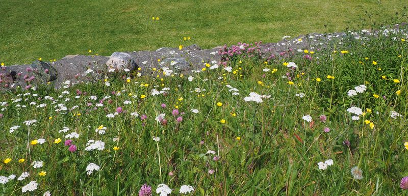 Wildflowers