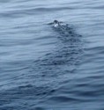 A puffin flops around trying to fly