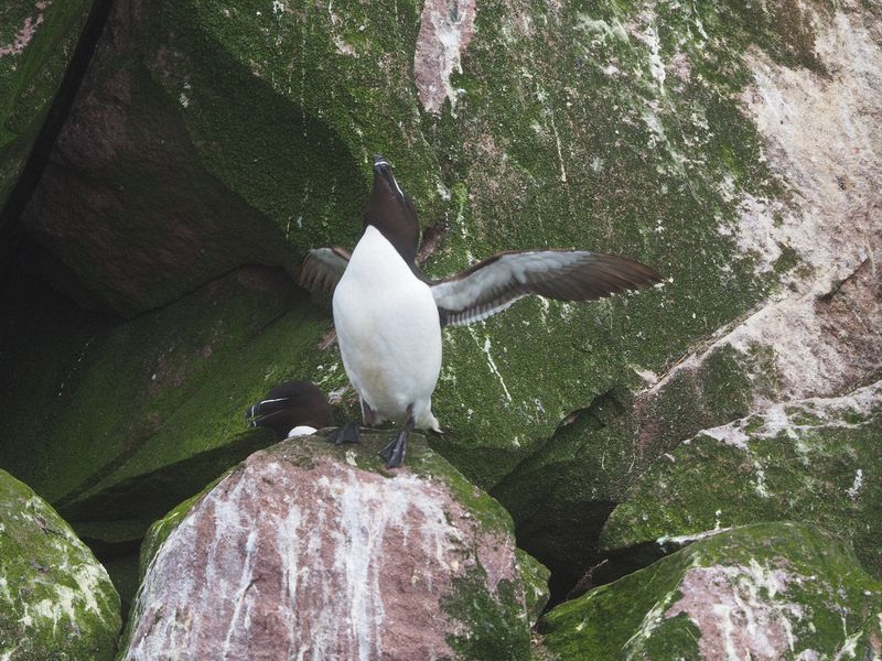 A tern flapping its wings