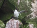 A tern flapping its wings