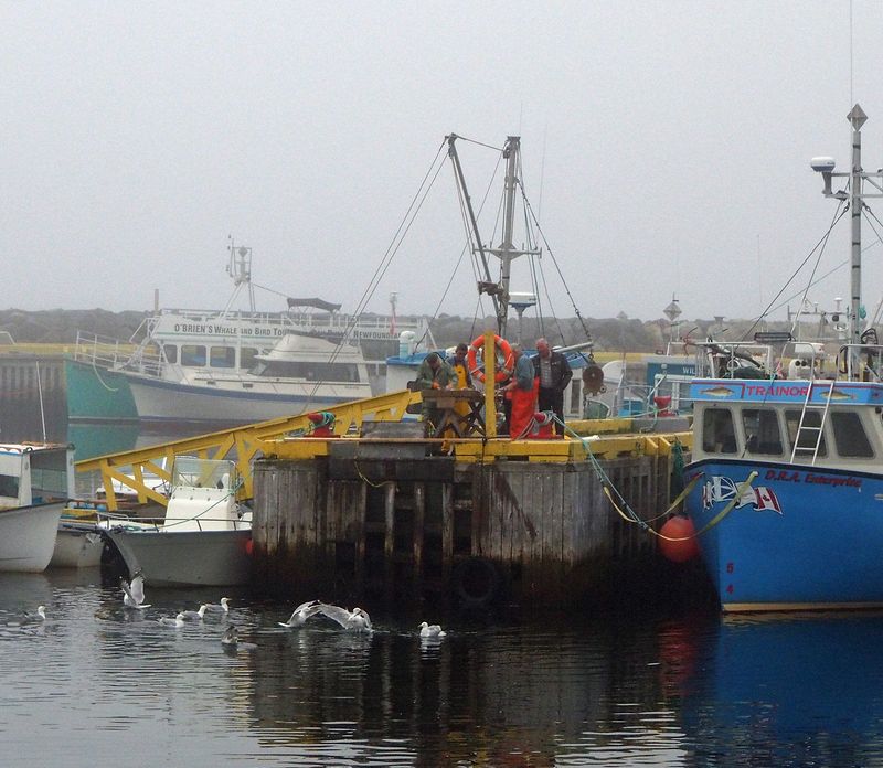 Fishermen clean their catch on a foggy day