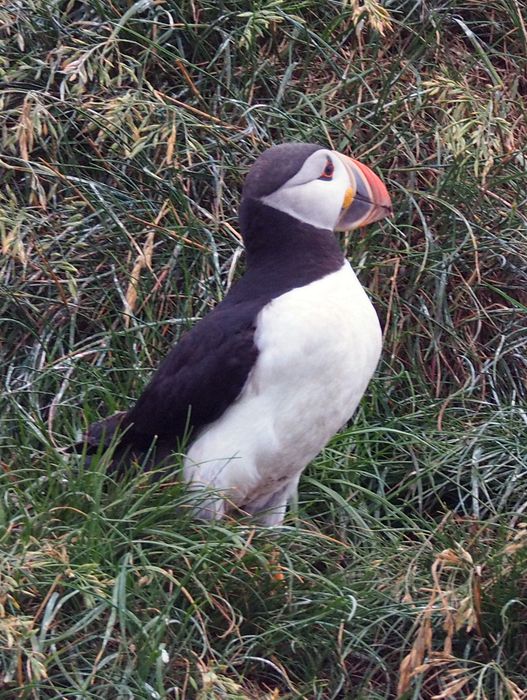 Puffin close-up