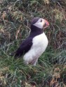 Puffin close-up