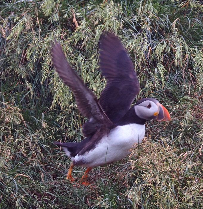 Puffin flying