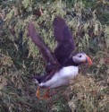 Puffin flying