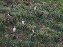 Puffins have burrows in the hillside