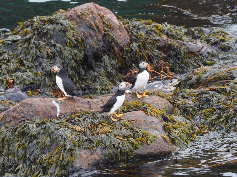 Puffins near the water