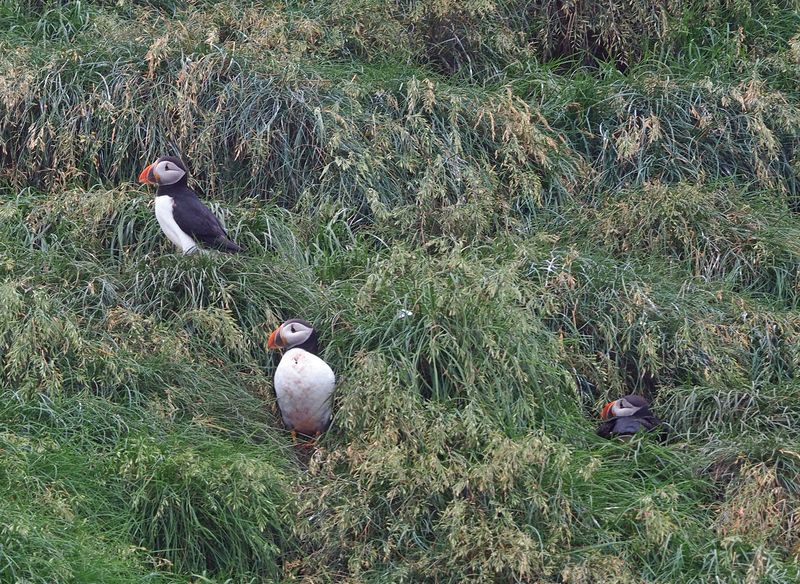 Puffins on the hillside