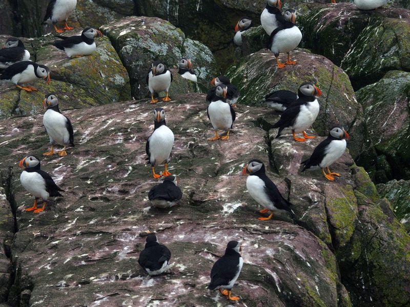 Puffins on the rocks 2