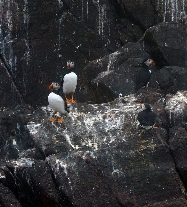 Puffins on the rocks