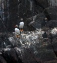 Puffins on the rocks