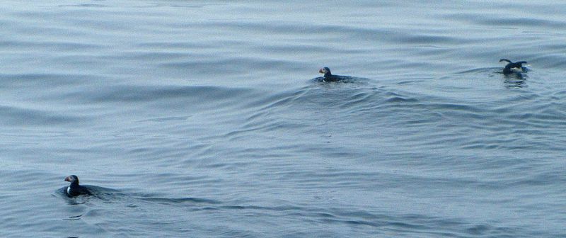 Puffins swimming