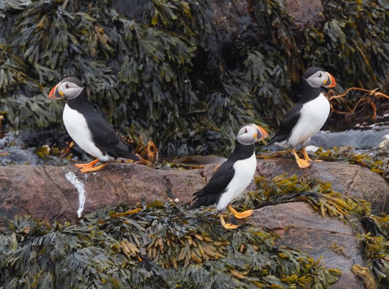 Puffins