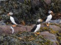 Puffins