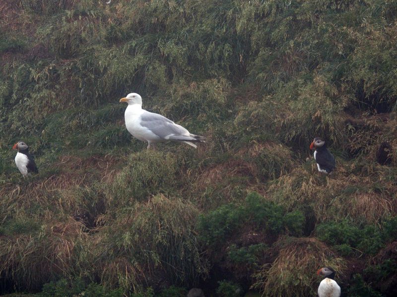 Seagulls terrorize the puffins