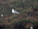 Seagulls terrorize the puffins